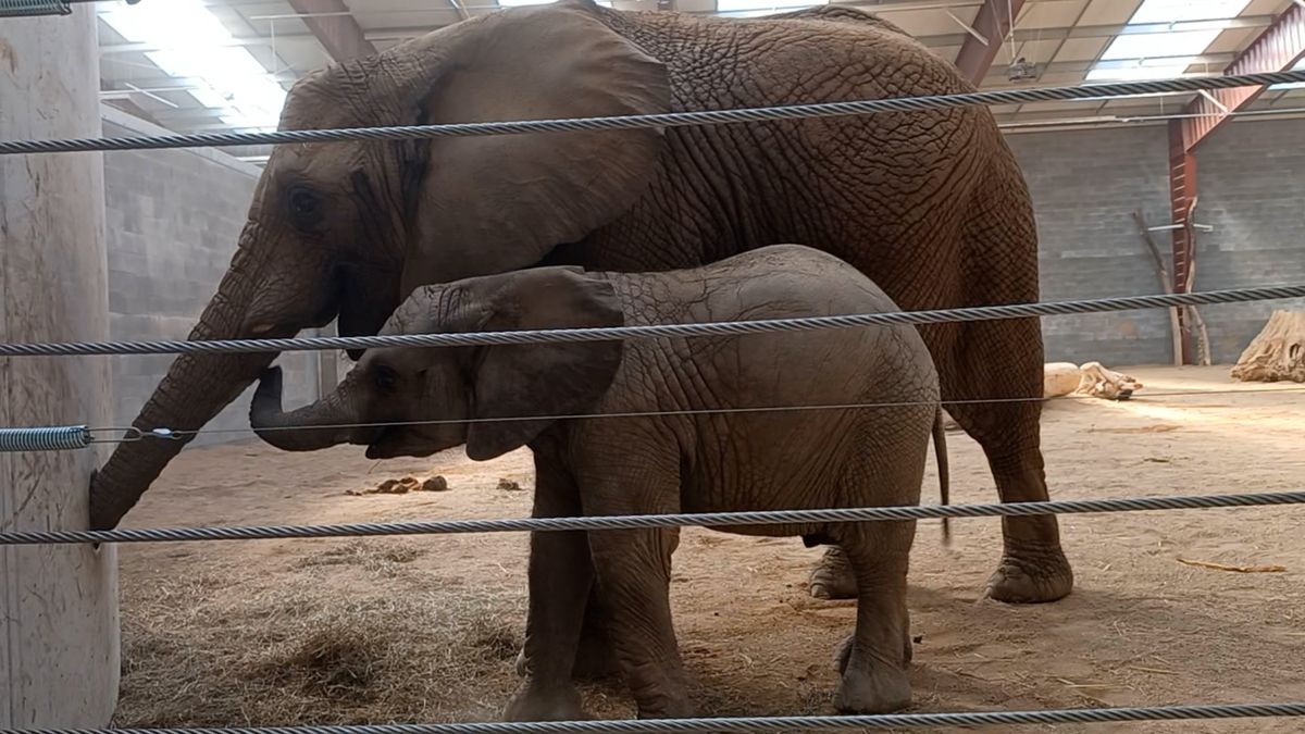 Zlínská zoo bude přirozeně rozmnožovat slony africké. Postará se o to samec Jack